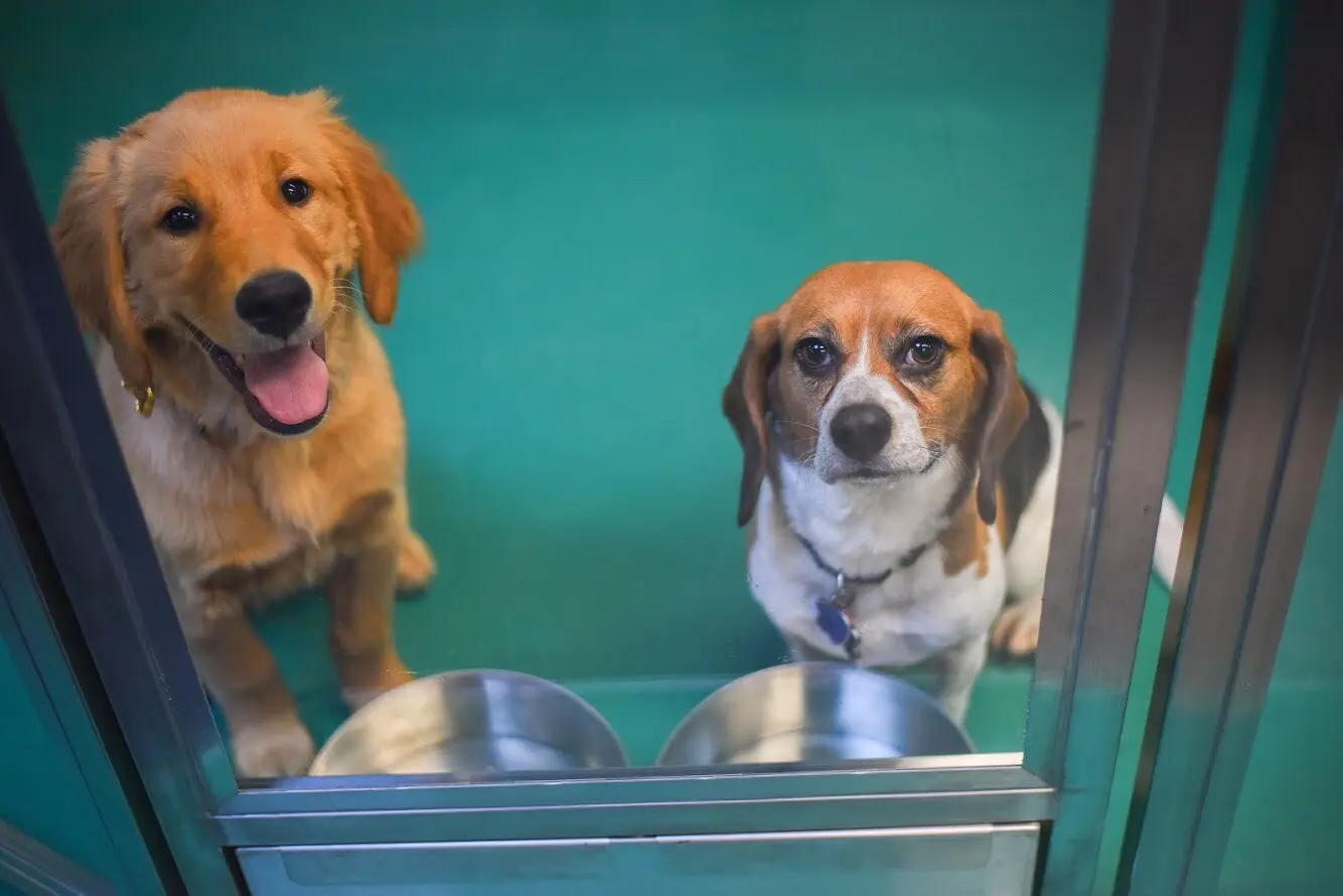 Eco-Grip veterinary flooring installed in animal kennels