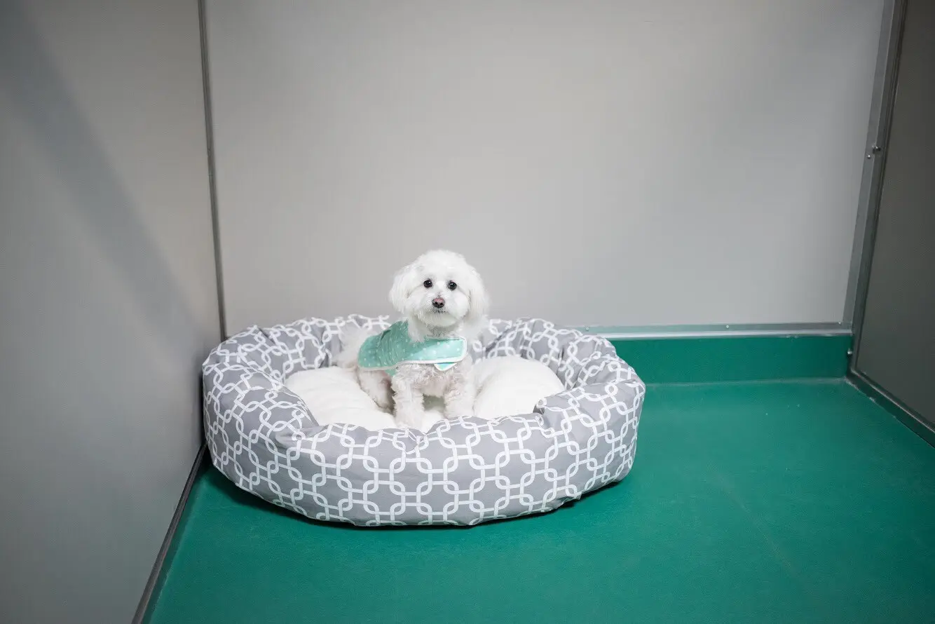 Slip-resistant Eco-Grip flooring in a veterinary kennel